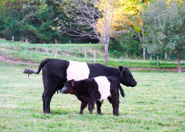 Bältade Galloway ko och kalv på betesmark stående äter gräs — Stockfoto