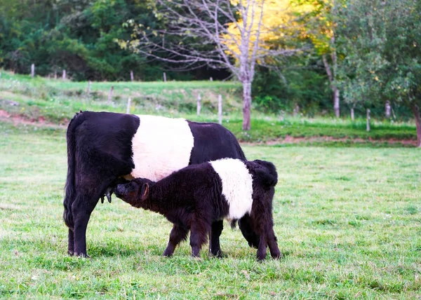Пояс Галлоуэй корова и теленок на пастбище стоя едят траву — стоковое фото
