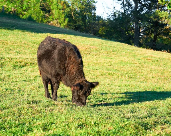 Belted Galloway ko i betesmark står och äter gräs — Stockfoto