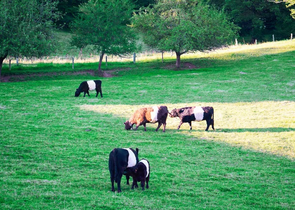 Bältade Galloway kor och kalv i Hagen stående äter gräs — Stockfoto