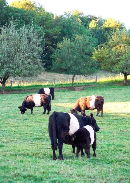 Пояс Галлоуэй коров и теленка на пастбище стоя едят траву — стоковое фото