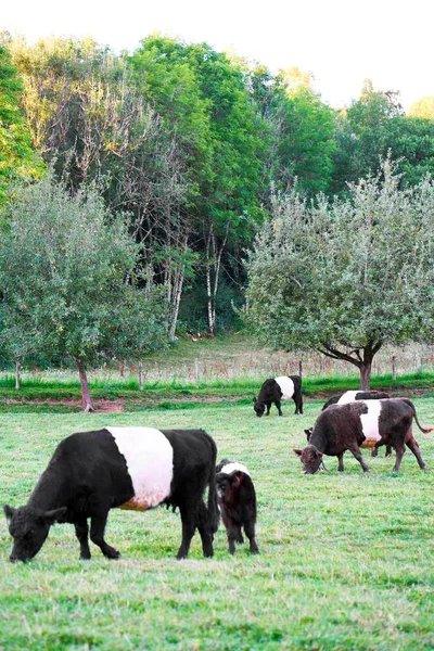 Bältade Galloway kor och kalv på betesmark stående äter gräs — Stockfoto