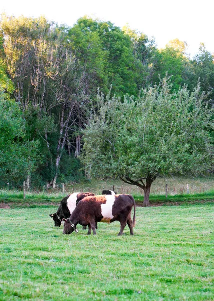 Bältade Galloway kor i Hagen stående äter gräs — Stockfoto