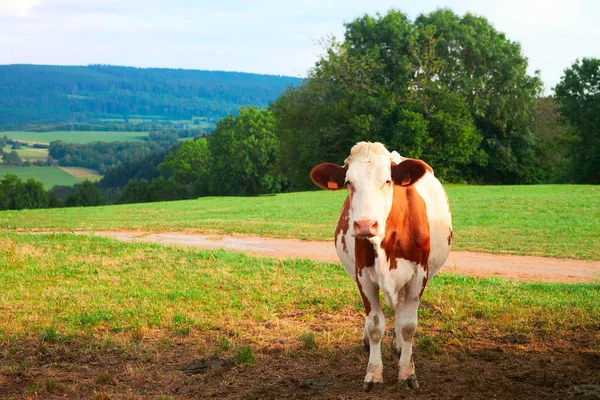 Ko i ängen står och äter gräs — Stockfoto