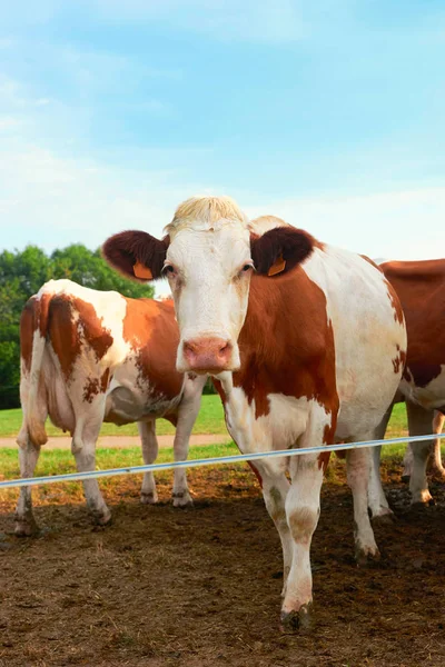 Ko i ängen stående innan mjölkningen drift — Stockfoto