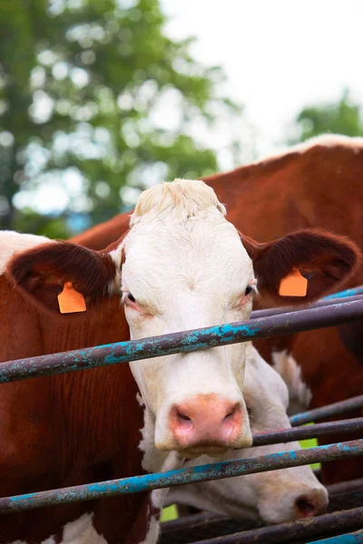 Ko på ängen står före mjölkning drift — Stockfoto