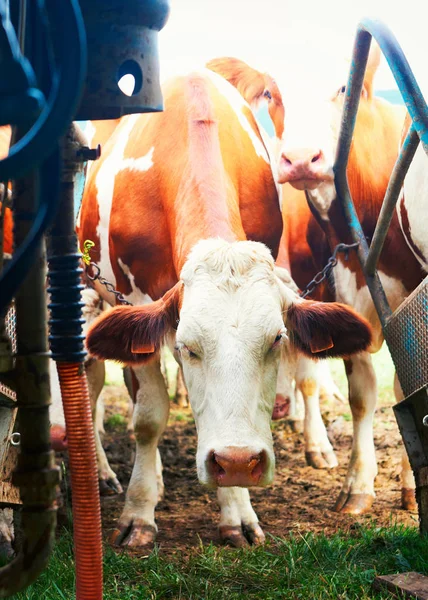 Cow stående innan mekaniska mjölkning drift — Stockfoto