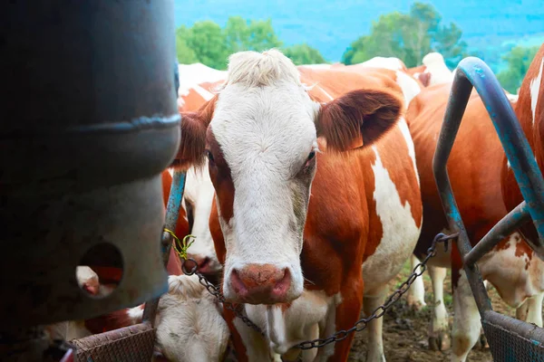 Cow stående före mekaniska mjölkning — Stockfoto