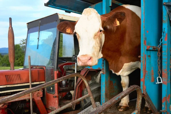 Cow stående under mekanisk mjölkning drift — Stockfoto