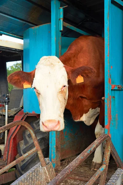Cow stående medan mekaniska mjölkning drift — Stockfoto