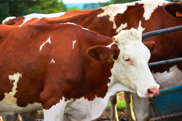Kor på ängen stående innan mjölkningen drift — Stockfoto