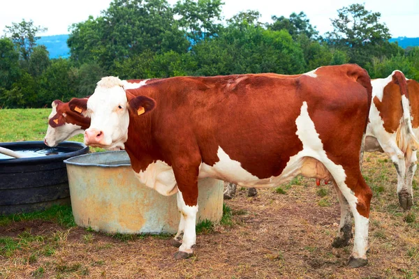 Cows at water trough in pasture — Stock Photo, Image