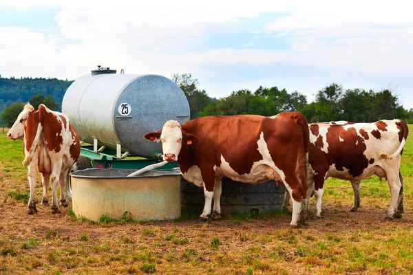 Коровы у водопоя на пастбище — стоковое фото