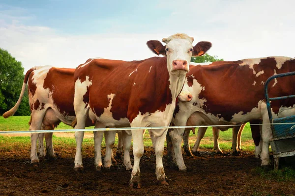 Kor i ängen stående innan mjölkningen drift — Stockfoto
