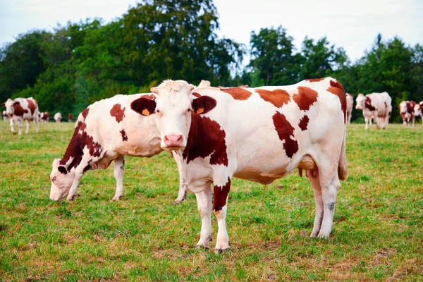 Коровы на лугу стоят и едят траву — стоковое фото