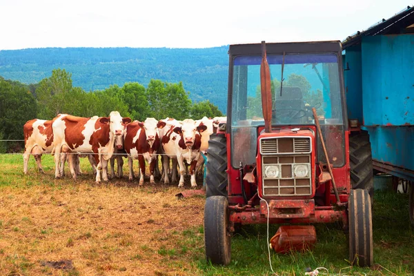 Sapi yang berdiri di traktor sebelum operasi pemerahan mekanis — Stok Foto