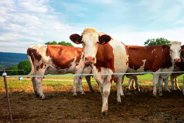 Kor på ängen stående innan mjölkningen drift — Stockfoto