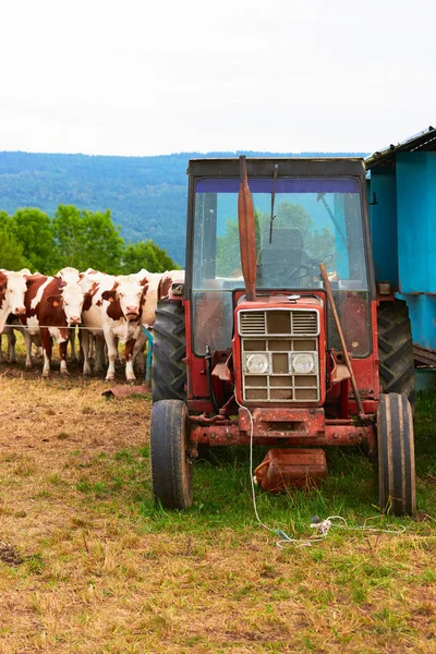 Kor står på traktor innan mekaniska mjölkningsprocessen — Stockfoto