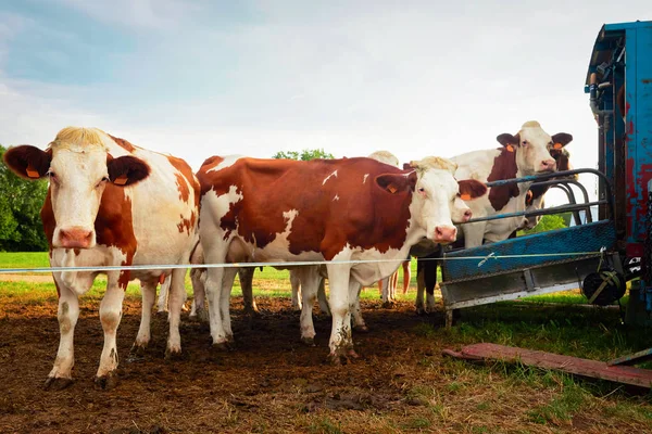 Kor som står framför mekaniska mjölkning drift — Stockfoto