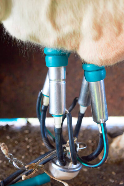 Cows utter and pipeline while milking operation