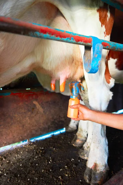 Fatmilking of cow utter before milking operation — Stok Foto