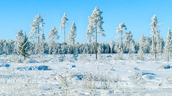 Zasněžený les na zimní krajinu Rovaniemi — Stock fotografie