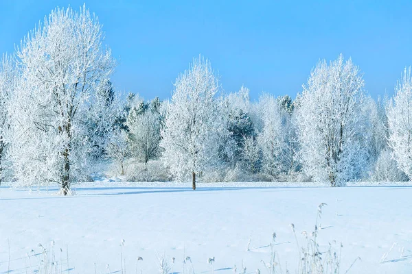 Karlı kırsal kış Rovaniemi ormanda