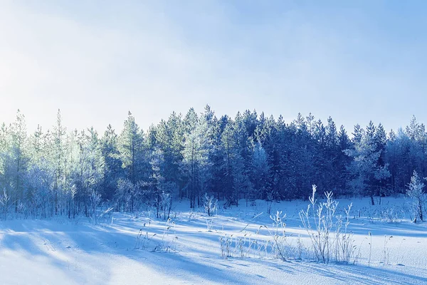 Снежный лес зимой Rovaniemi — стоковое фото