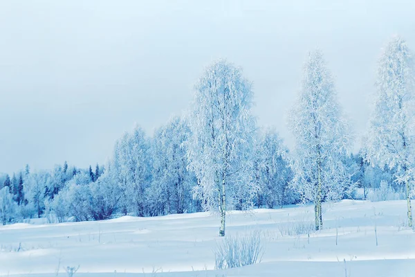 Árvores nevadas no campo no inverno Rovaniemi — Fotografia de Stock