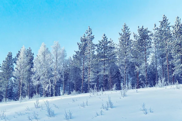Снежные деревья в сельской местности зимой Рованиеми — стоковое фото