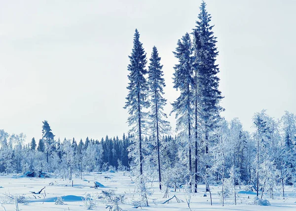 Árvores nevadas no inverno florestal Rovaniemi — Fotografia de Stock
