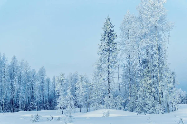 Árvores nevadas do campo no inverno Rovaniemi — Fotografia de Stock