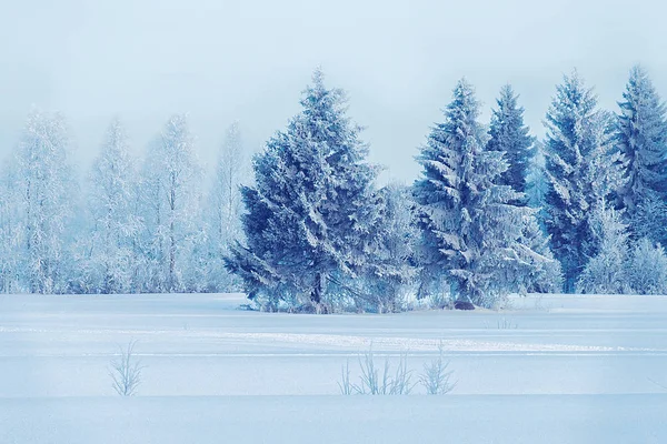 Árvores nevadas de inverno rural Rovaniemi — Fotografia de Stock
