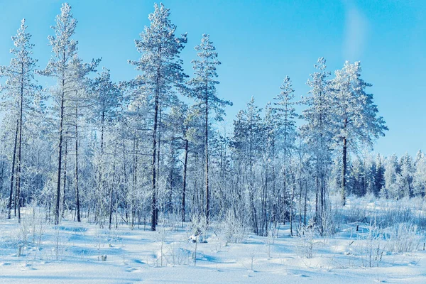 Снежные деревья в зимнем лесу Рованиеми — стоковое фото
