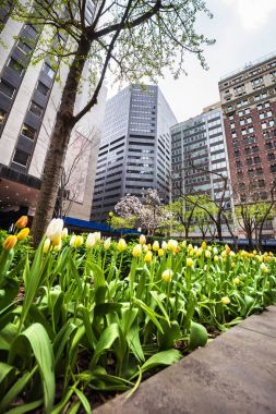 Midtown Manhattan Nyc çiçek açan beyaz ve Sarı laleler