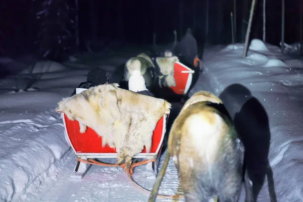 Gente en trineo de renos en safari nocturno en Laponia Finlandia —  Fotos de Stock