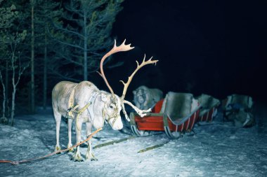 Ren geyiği gece Safarisi ormandaki Rovaniemi, kızak