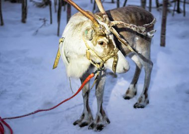 Ren geyiği ayakta Lapland Finland'deki / daki gece çiftliğinde