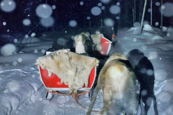 People reindeer sledding at night safari in Lapland Finland snowfall