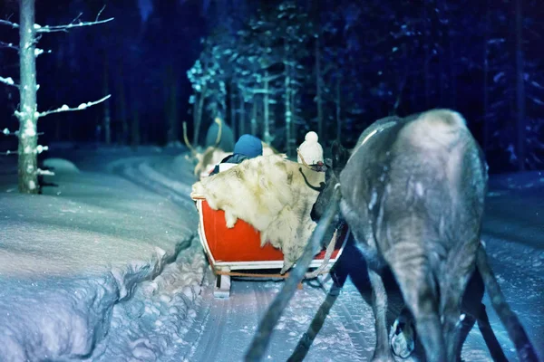 Mensen rendieren sleeën bij nacht safari in Lapland Finland — Stockfoto