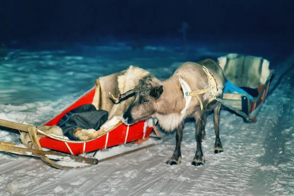 Reindeer and sled at night safari in forest Rovaniemi