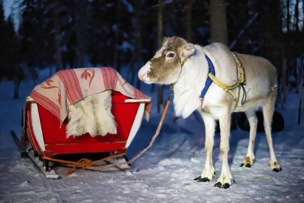 Renos en trineo por la noche safari en el bosque Rovaniemi —  Fotos de Stock