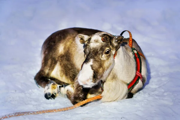 Renas deitadas na neve na fazenda na Lapônia Finlândia — Fotografia de Stock