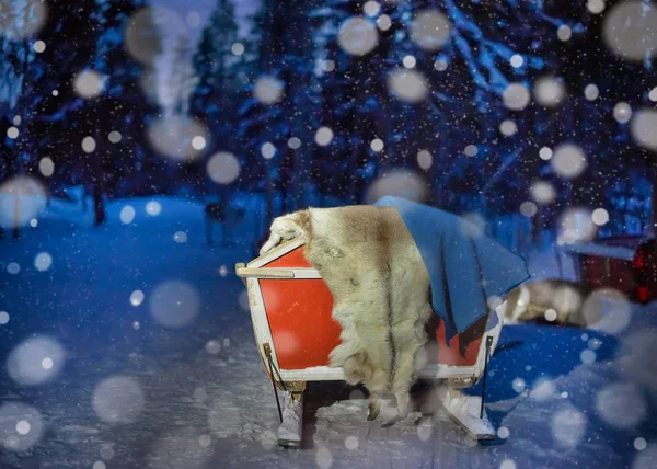 Reindeer sledding at night safari farm in Rovaniemi snowfall