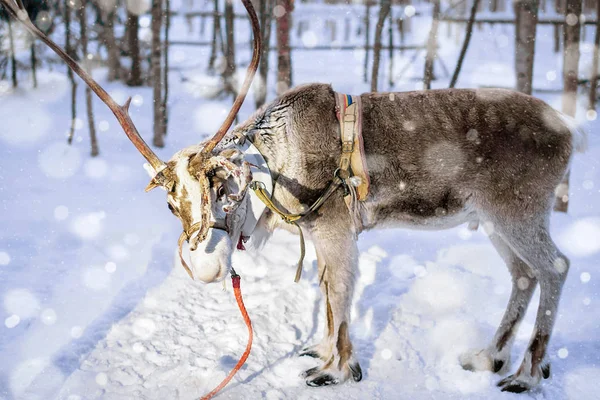 Ren geyiği ayakta Lapland Finland kar yağışı çiftliğinde tonda