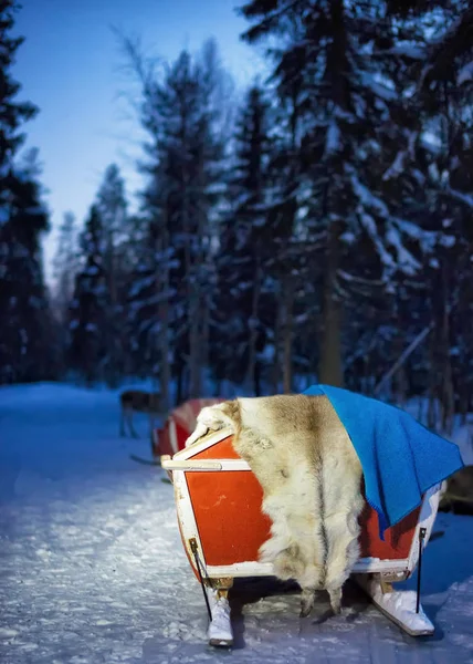 순 록 로바니에미에 밤에 겨울 숲에서 썰매 타기 — 스톡 사진