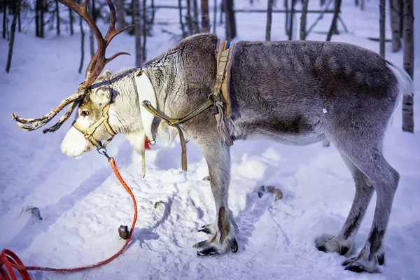 Renifer stojący w gospodarstwie w Lapland Finland — Zdjęcie stockowe