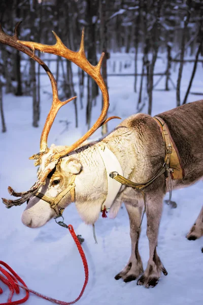 Lapland Finland grupta üzerinde Ren geyiği duran