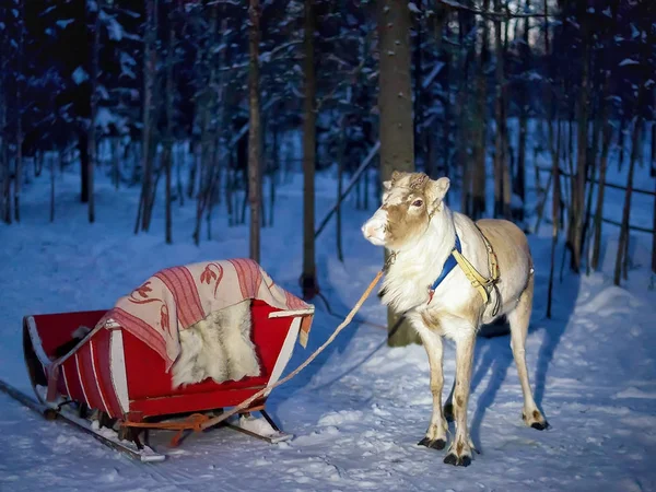 Rendier met slee bij nacht safari in bos Rovaniemi — Stockfoto