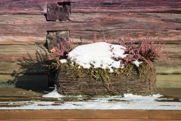Vaso di fiori di lavanda coperto di neve — Foto Stock